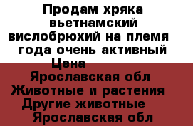 Продам хряка вьетнамский вислобрюхий на племя 1,2 года очень активный › Цена ­ 4 500 - Ярославская обл. Животные и растения » Другие животные   . Ярославская обл.